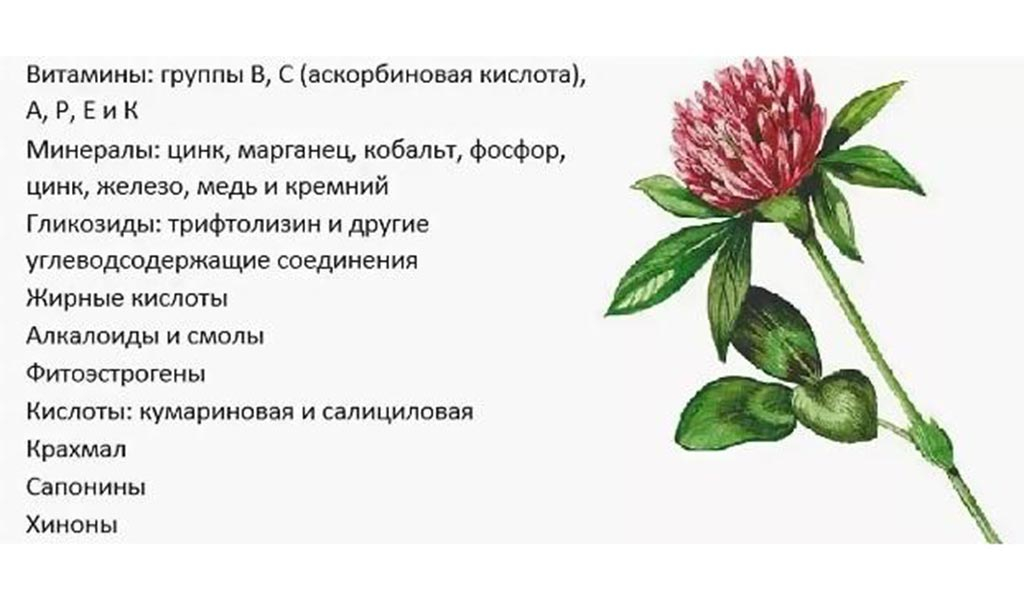 Красный клевер